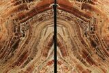 Tall, Arizona Petrified Wood Bookends - Red & Black #99319-2